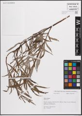 Foto von Salix eleagnos subsp. angustifolia (Cariot) Rech. f.